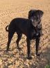 Saupacker,  Molosser,  Welpen,  Papiere,  Dogge,  Cane Corso/ Rottweiler-Mastiff