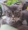 große Maine Coon Dame,  mit Papieren/  kastriert