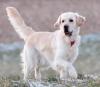 Wurfankündigung Golden Retriever Welpen für Mitte Dezember 2023