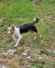 Hübsche Hündin daisy sucht ihre Familie