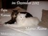 Maine Coon Kitten - Kater in Blue - sucht liebevolles Zuhause 