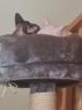 Canadien Sphinx suchen neues Zuhause