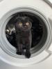 BKH 6 Monate alt Kater