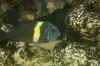 Tropheus Duboisi Maswa 5-7cm Gruppe